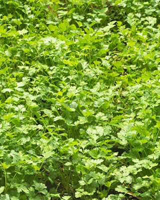 Coriander