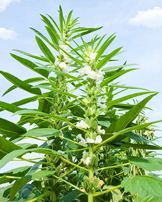 Sesame Plant